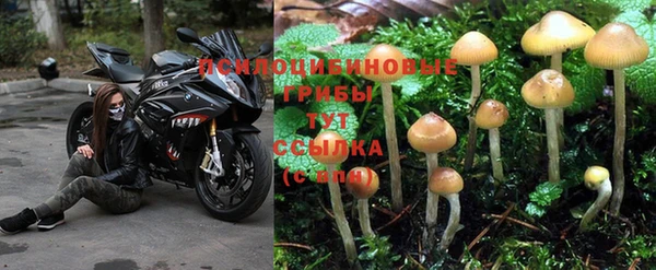 эйфоретик Аркадак